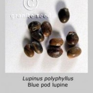 Lupin peren-Lupinus polyphyllus mix