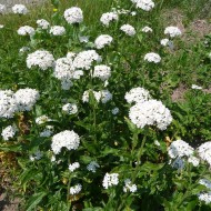 Lychnis chalcedonica white