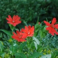 Lychnis x Haageana - Img 4