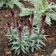 Lysimachia Atropurpurea Beaujolais - Img 5