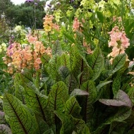 Macris Red veined-Rumex Sanguineus - Img 2