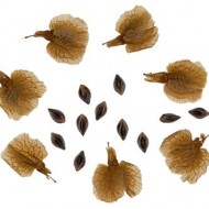 Macris-Rumex acetosa