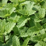 Menta Villosa Mojito Mint