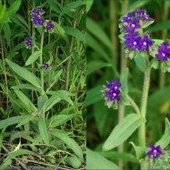 Miruta-Anchusa officinalis - Img 2