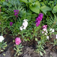 Mixandra-Matthiola incana
