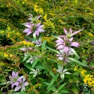 Monarda punctata-Spotted Bee Balm - Img 3