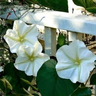 Moonflower-Ipomoea alba - Img 2