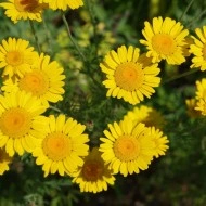Musetel galben-Anthemis tinctoria - Img 1