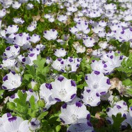 Nemophila maculata Five Spot