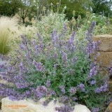 Nepeta mussini-Catmint - Img 5