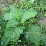 Nicotiana-Regina noptii alba
