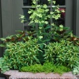 Nicotiana-Regina noptii Lime Green - Img 7