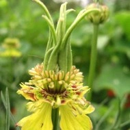 Nigella Orientalis Transformer - Img 1
