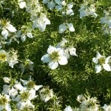 Nigella Sativa-Negrilica - Img 4