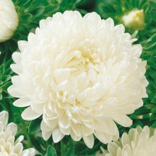 Ochiul boului-Callistephus chinensis Paeony White - Img 2