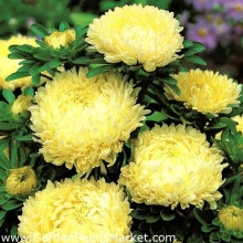 Ochiul boului-Callistephus chinensis Paeony Yellow - Img 2