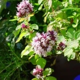 Oregano - Img 2