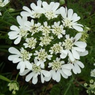 Orlaya Grandiflora