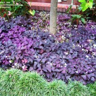 Oxalis Triangularis