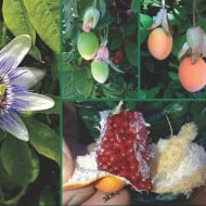 Passiflora Caerulea