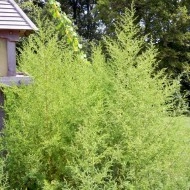 Pelinita-Artemisia Annua - Img 2