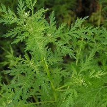 Pelinita-Artemisia Annua - Img 6