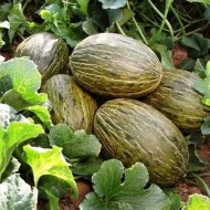 Pepene galben Piel de Sapo