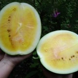 Pepene verde cu miez galben