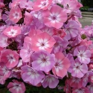 Phlox Drummondii Leopoldii - Img 1