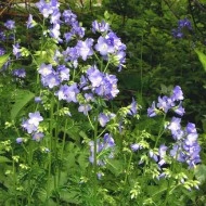 Polemonium Caeruleum-Jacob's Ladder Blue - Img 6