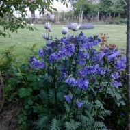 Polemonium Yezoense Purple Rain Strain - Img 4