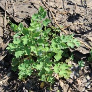 Rostopasca-Chelidonium Majus