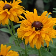 Rudbeckia Hirta Goldilocks