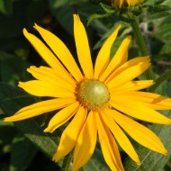Rudbeckia Hirta Irish Eyes