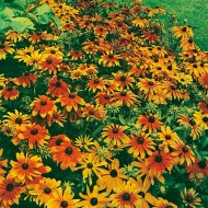 Rudbeckia Hirta Rustic Dwarfs Mixed