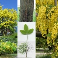 Salcam galben-Laburnum anagyroides - Img 2
