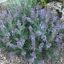 Salvia Jurisicii
