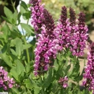 Salvia Nemorosa Rose Queen - Img 3