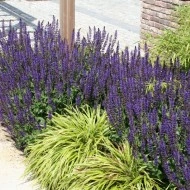 Salvia Nemorosa