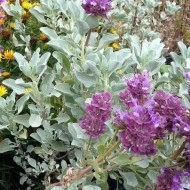 Salvia Pachyphylla - Img 2