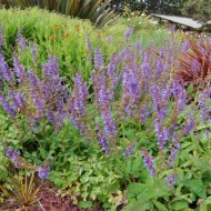 Salvia Transilvanica - Img 3