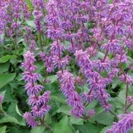 Salvia Verticillata Purple Rain - Img 4