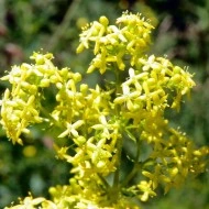 Sanziene galbene-Galium verum - Img 5