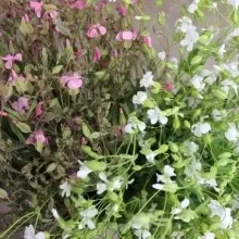 Saponaria Vaccaria mix - Img 5