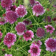 Scabiosa atropurpurea mix