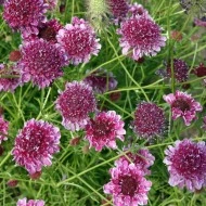 Scabiosa atropurpurea mix - Img 5