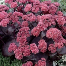 Sedum Telephium Black Beauty