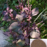 Shiso red