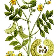 Siminichia-Cassia angustifolia