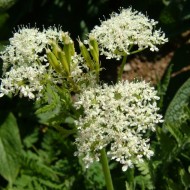 Smirna-Myrrhis odorata